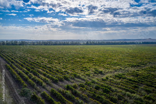 Endless fields of vineyards under the autumn sky. Shooting from a drone.