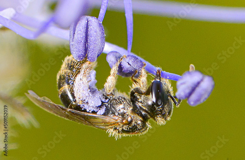 Abeille butinant avec pollen violet