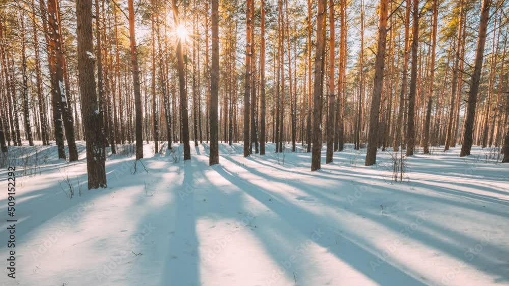 4K Beautiful Blue Shadows From Pines Trees In Motion On Winter Snowy ...