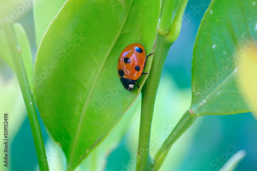macro of red ladybird bag on the green leaf. Vivid red and green colours. Gardening, springtime, macro, selective focus, soft focus.