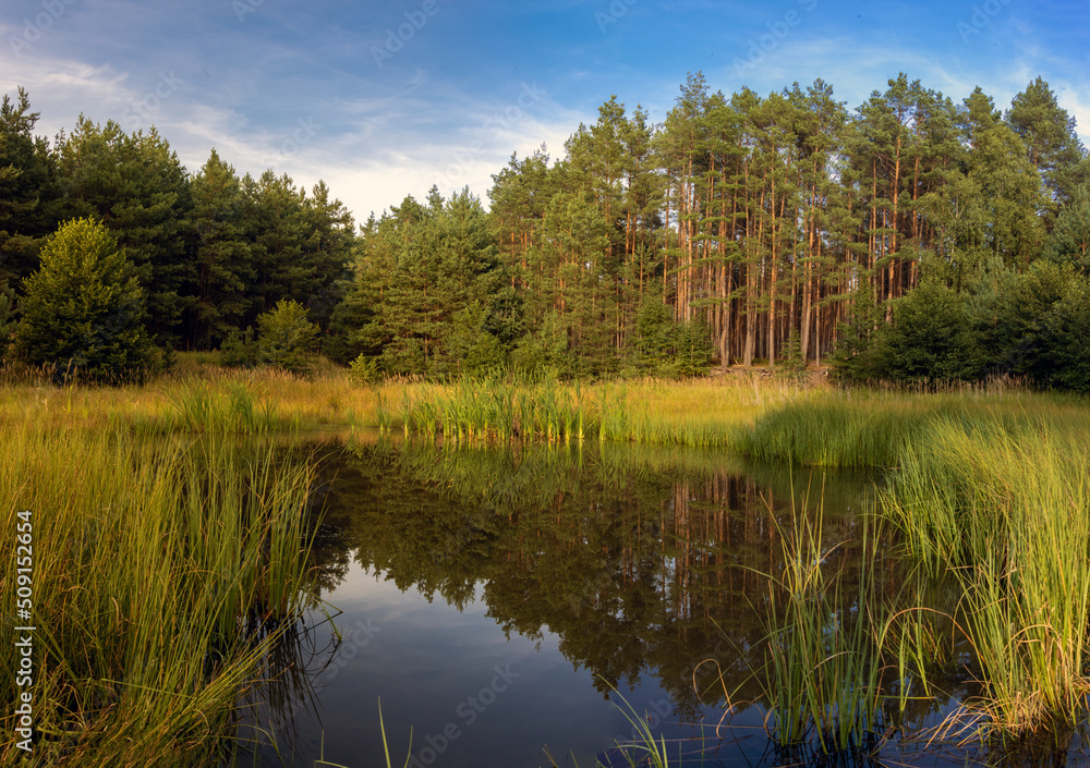 Small lake in the forest at sunset. A pond with reeds, the surrounding nature is reflected on surface.