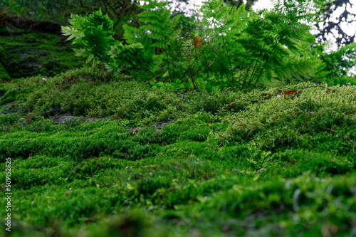 Saftiges grünes Moos im Wald