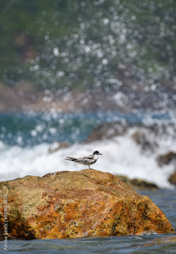 Isolated whiskered tern perch on a rock and ocean waves crash and spray behind the rock. Isolated whiskered tern perch on a rock and ocean waves crash and spray behind the rock.