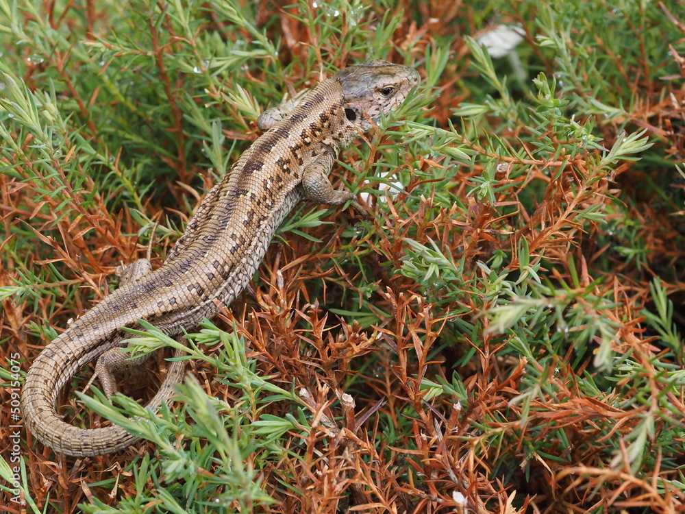 lizard on the grass lizard on the grass