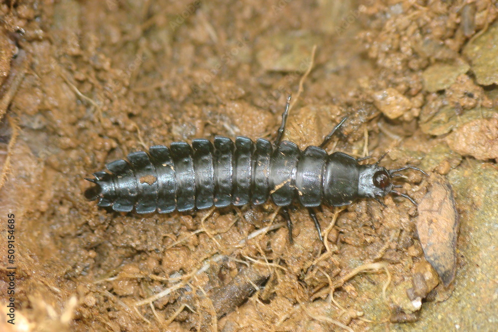 Larva of Beetle (Carabus rugosus subsp. celtibericus) Larva of Beetle (Carabus rugosus subsp. celtibericus)