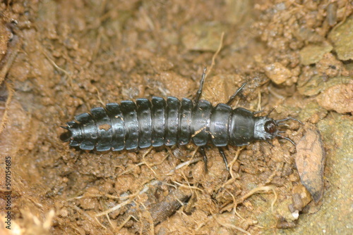 Larva of Beetle (Carabus rugosus subsp. celtibericus)