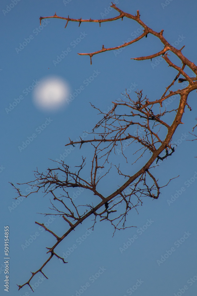 Obraz premium tree branches against blue sky