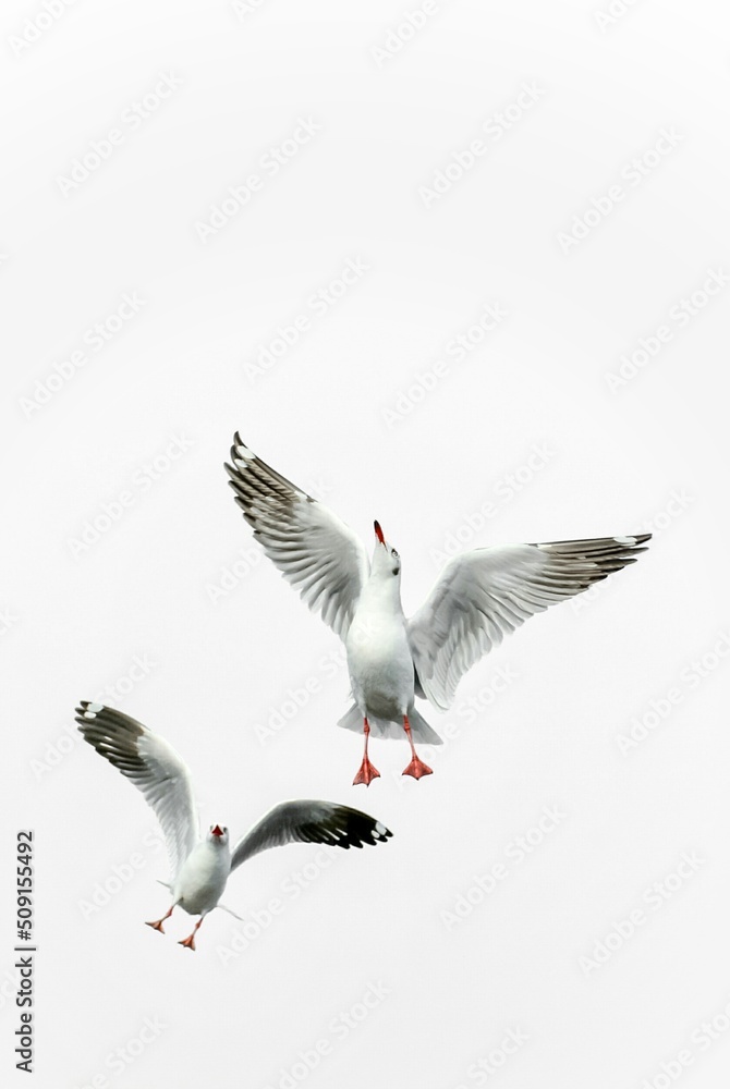 Obraz premium seagull in flight
