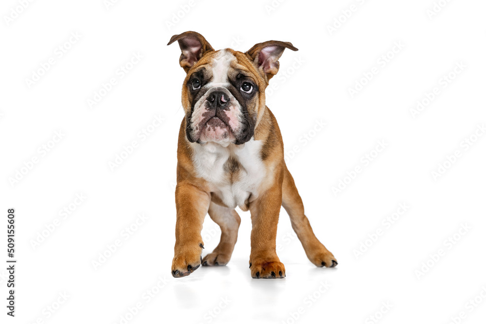 Cute purebred dog, bulldog posing isolated on white studio background. Concept of animal, breed, vet, health and care Cute purebred dog, bulldog posing isolated on white studio background. Concept of animal, breed, vet, health and care