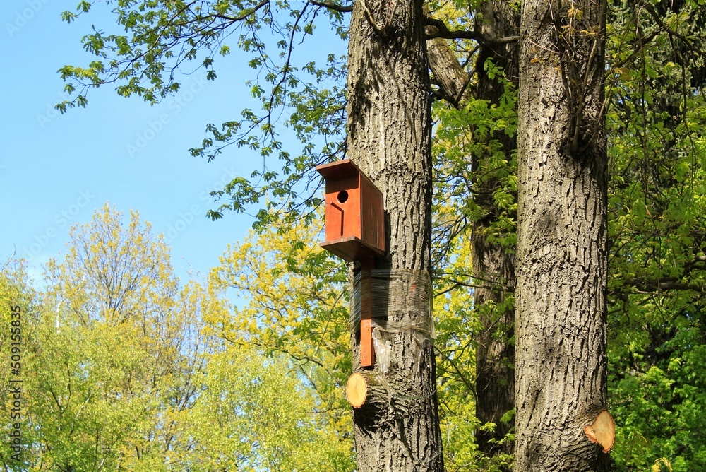 Wooden nest box with entrance hole on a tree in a forest. Handmade birdhouse, Birdbox on the birch in the park. Spring season migration. Caring and feeding seeds. Environmental nature concept Wooden nest box with entrance hole on a tree in a forest. Handmade birdhouse, Birdbox on the birch in the park. Spring season migration. Caring and feeding seeds. Environmental nature concept