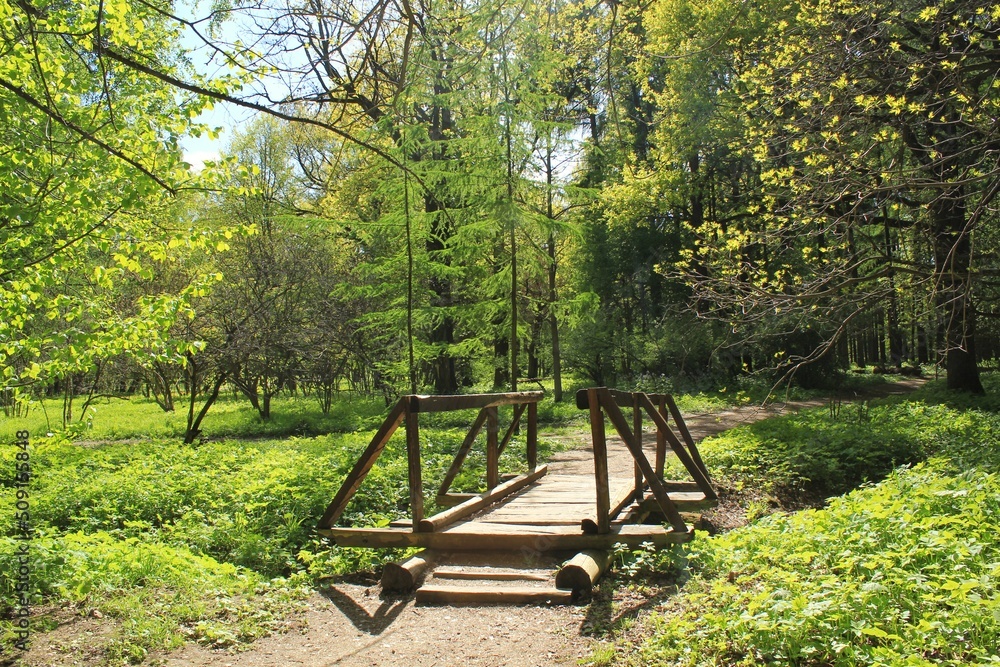 Wooden bridge and dense green vegetation and trees along the trail path on eco route in the reserve. Nature forest tourism and travel. Healthy hiking lifestyle. Walking in a city park. Ecology concept