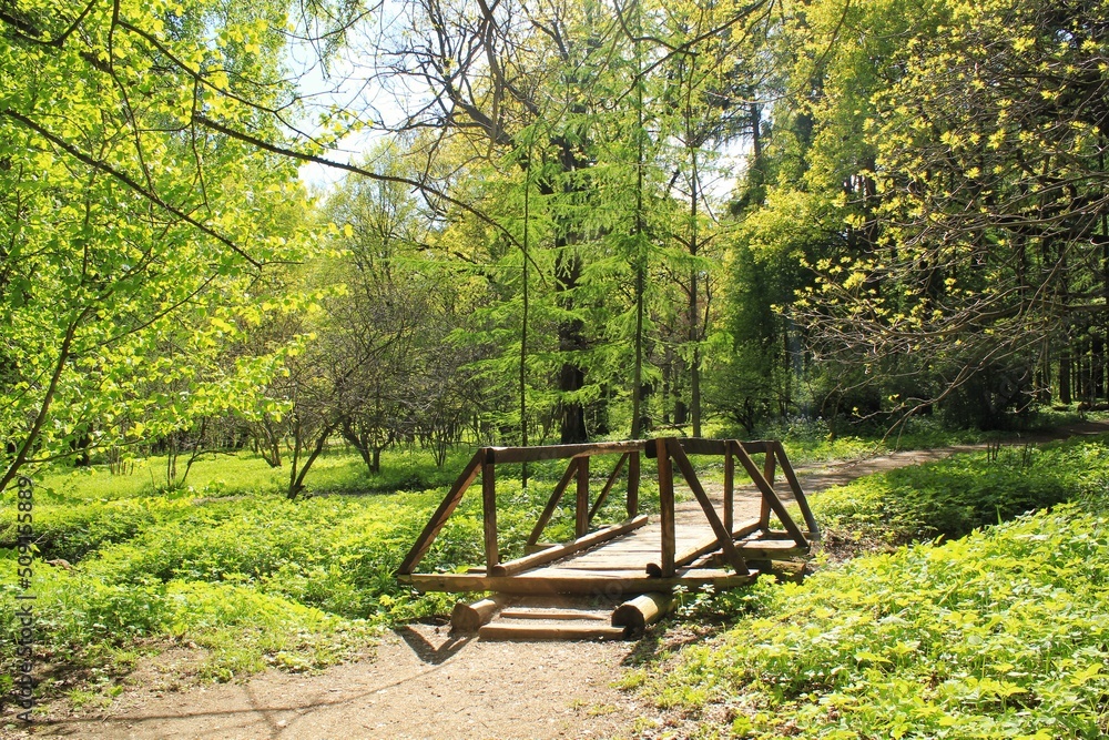 Wooden bridge and dense green vegetation and trees along the trail path on eco route in the reserve. Nature forest tourism and travel. Healthy hiking lifestyle. Walking in a city park. Ecology concept
