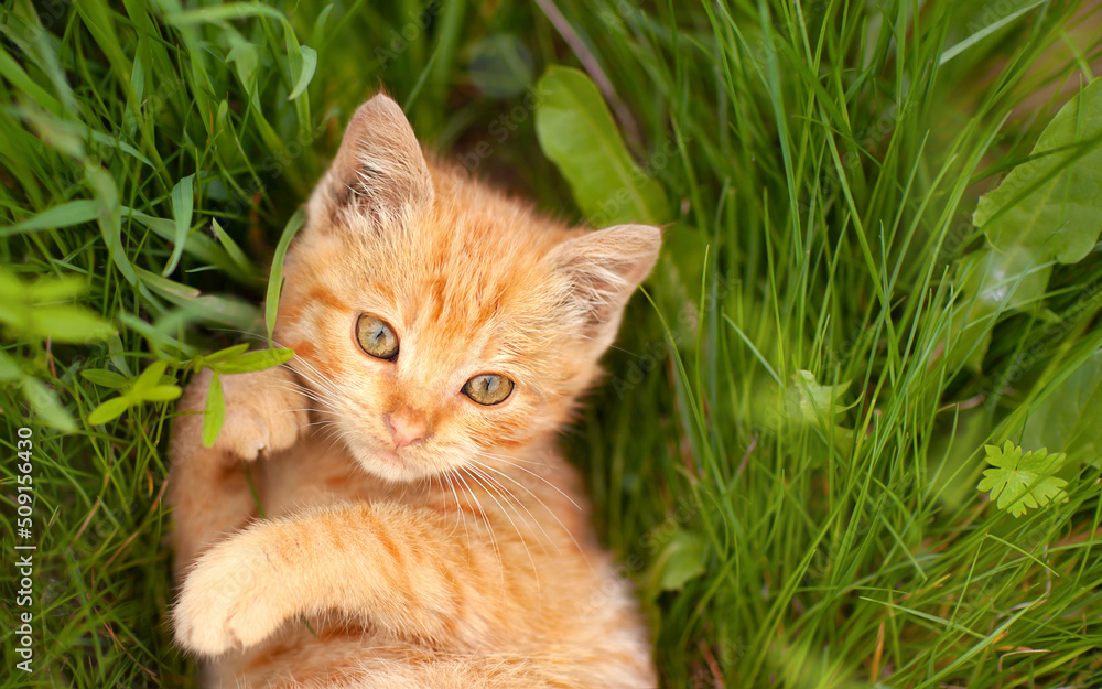 a small red kitten lies thoughtfully in the grass