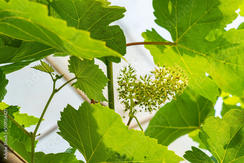 Grapes flowers being transform into berries hanging on a branch of vine in summer season with green leaves in the background.