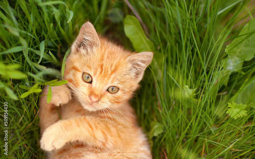 Billede på lærred a small red kitten lies thoughtfully in the grass