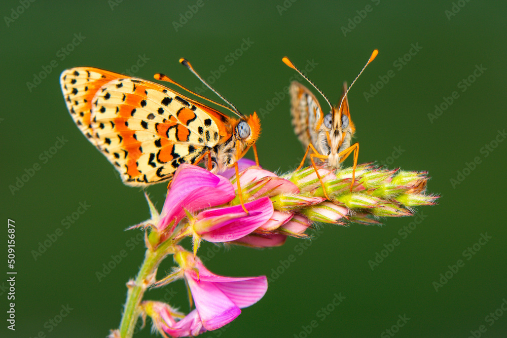 Obraz premium Macro shots, Beautiful nature scene. Closeup beautiful butterfly sitting on the flower in a summer garden.