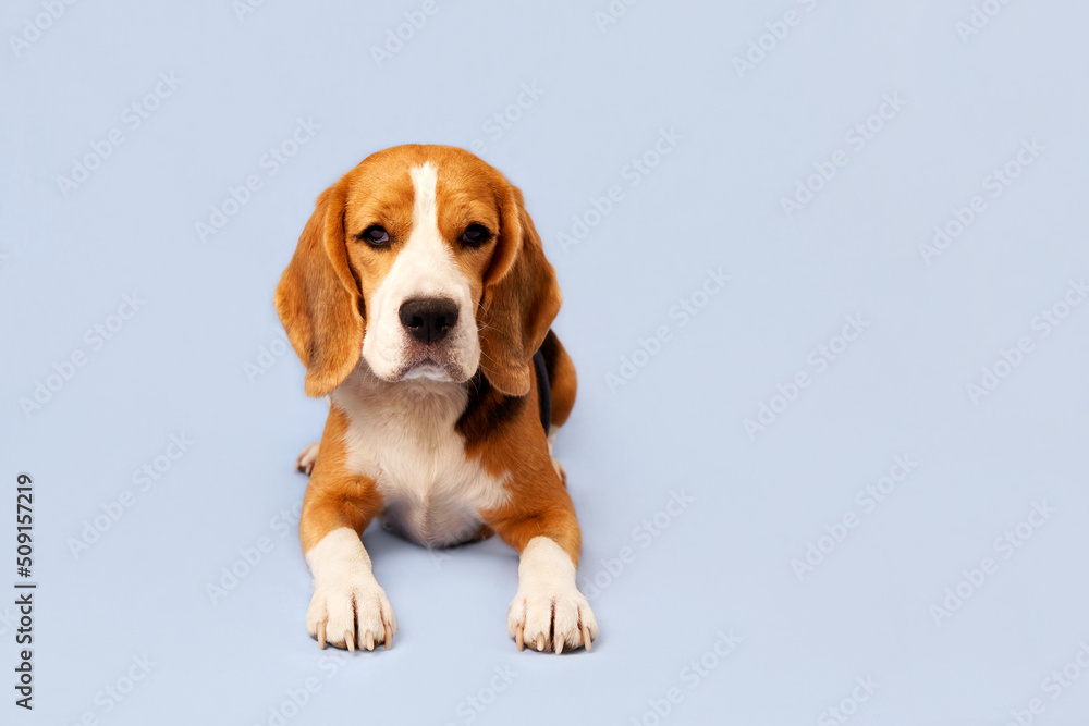 Cute dog beagle, lying on a blue isolated background. Copy space.