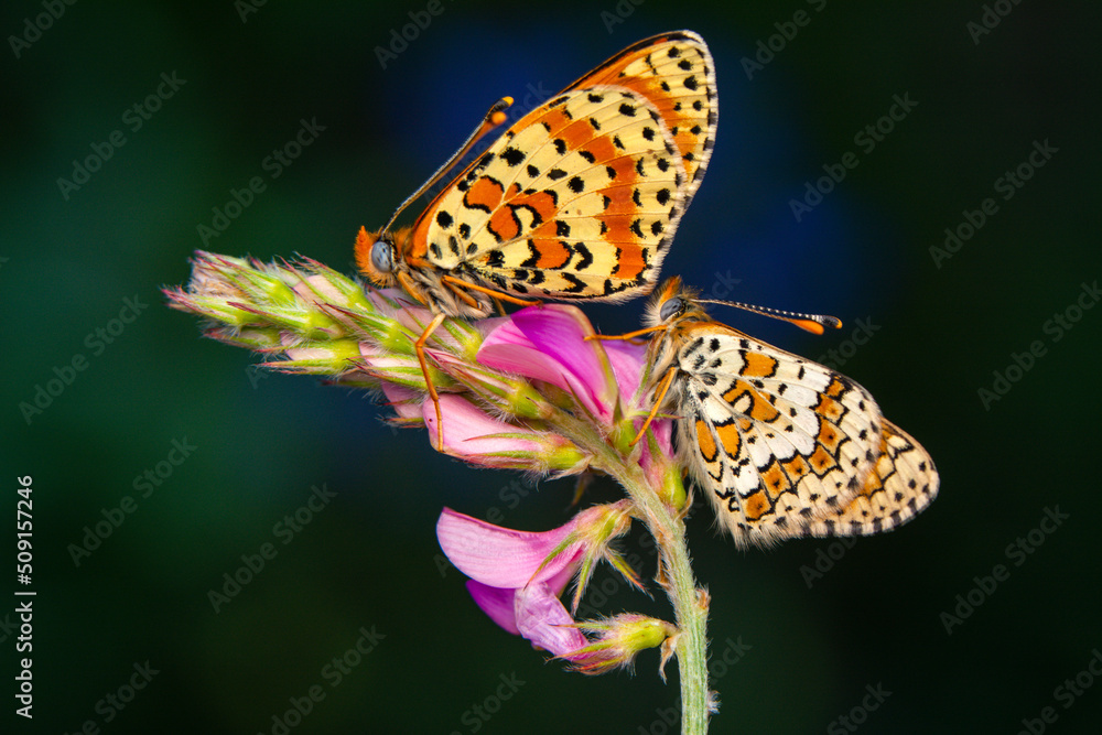 Obraz premium Macro shots, Beautiful nature scene. Closeup beautiful butterfly sitting on the flower in a summer garden.