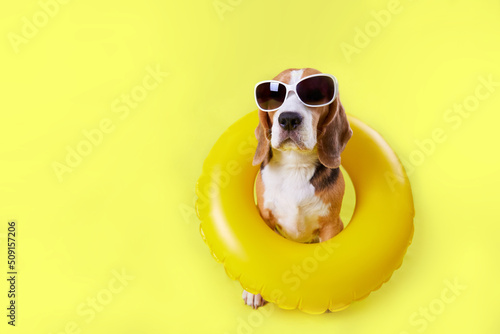 A beagle dog wearing sunglasses and an inflatable swimming circle on a yellow background. Banner. The concept of a summer holiday by the sea. Copy space.