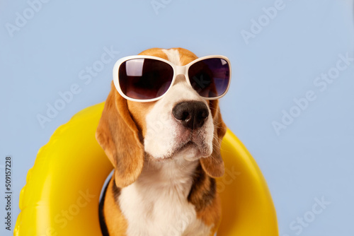 A beagle dog wearing sunglasses and an swimming circle on a blue background. The concept of a summer holiday by the sea. 