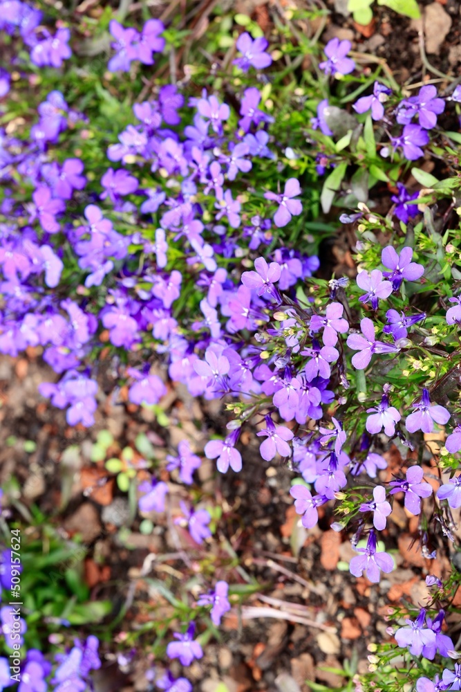 flowers in the garden flowers in the garden