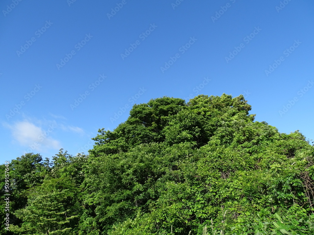 青空と初夏の山