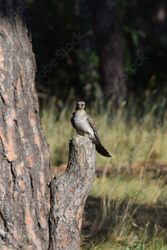 Cuckoo on a stump