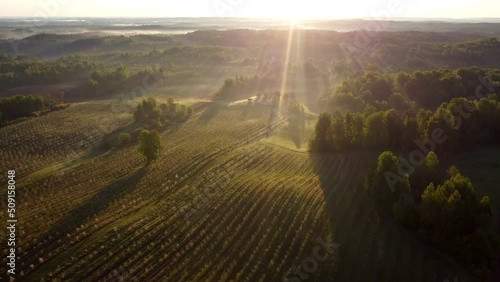 flying over a field with apple trees, a plantation of fruit trees on a drone in the light of the rising dawn sun
