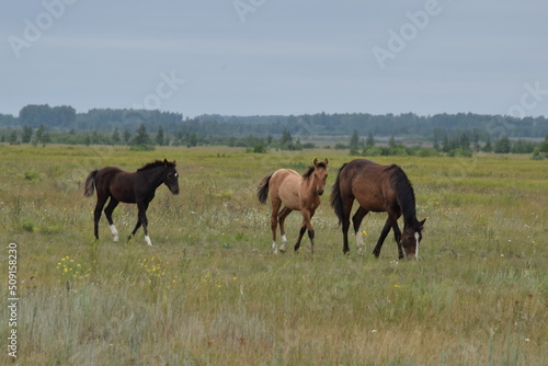 Mare and two foals in the meadow
