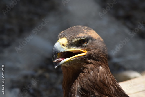 Сlose up of an eagle