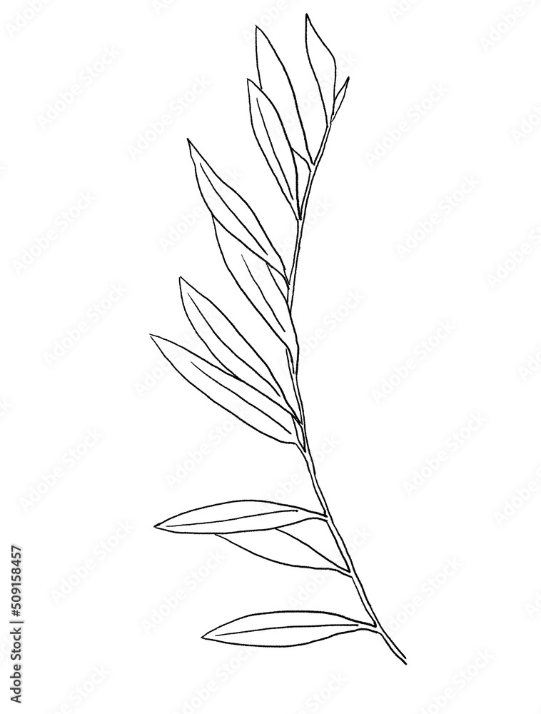 Black outline mediterranean olive branch and leaves, wedding invitation element illustration Black outline mediterranean olive branch and leaves, wedding invitation element illustration