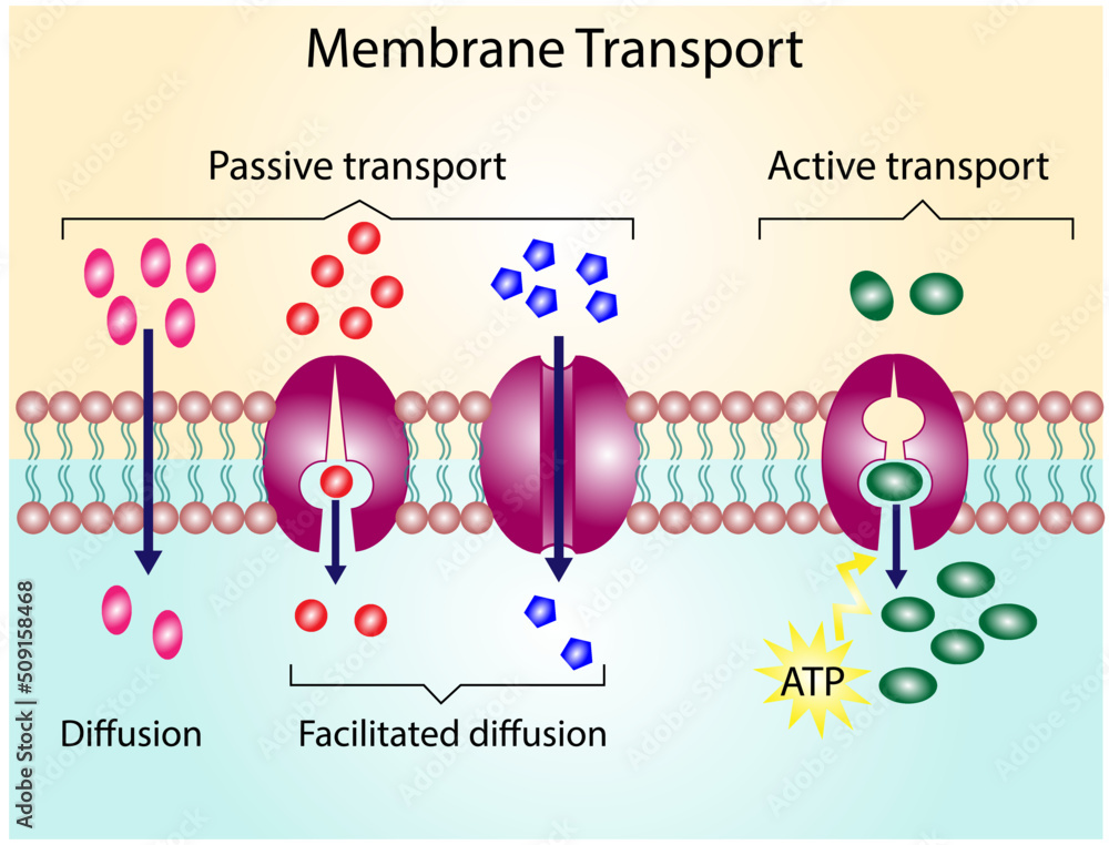 Active Vs Passive Transport For Molecules Movement In Cell Membrane