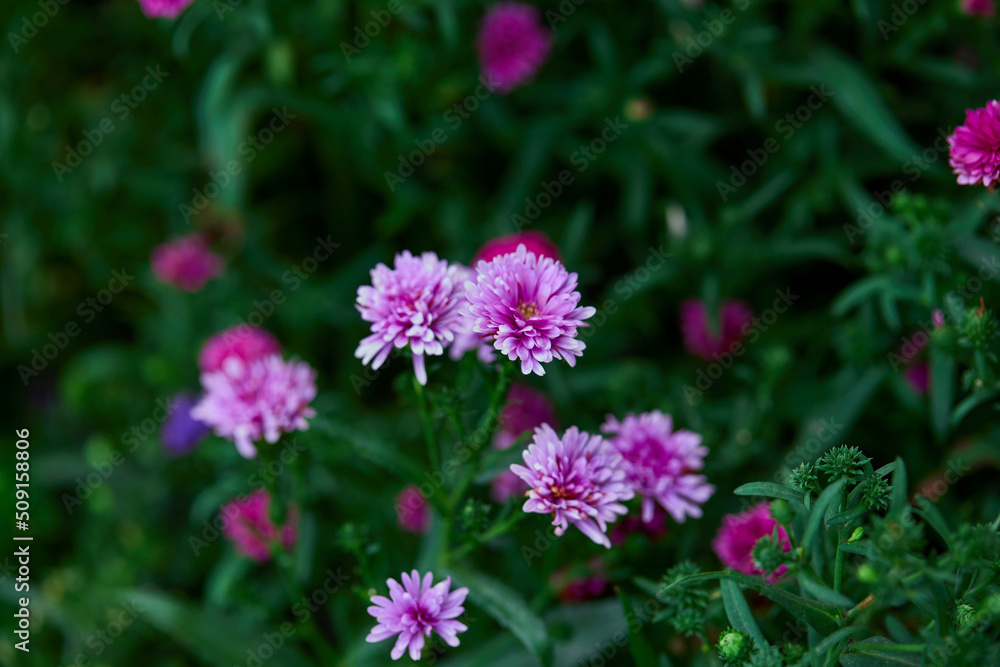 Close-up of purple Marguerite flower in the garden Close-up of purple Marguerite flower in the garden