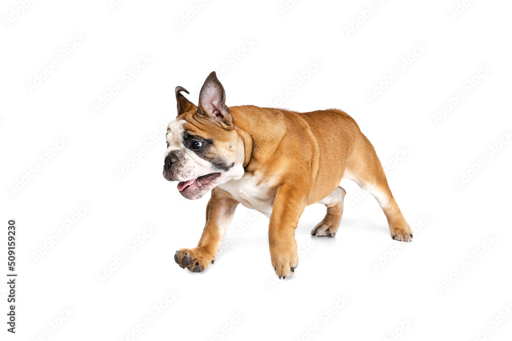 Cute purebred dog, bulldog posing isolated on white studio background. Concept of animal, breed, vet, health and care