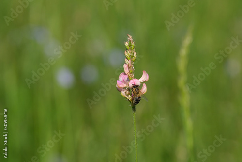 The common sainfoin flower in nature and a bee
