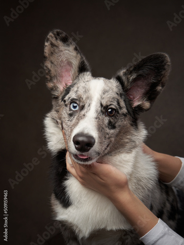 marble welsh corgi cardigan on a brown background. Funny Spotted Pet