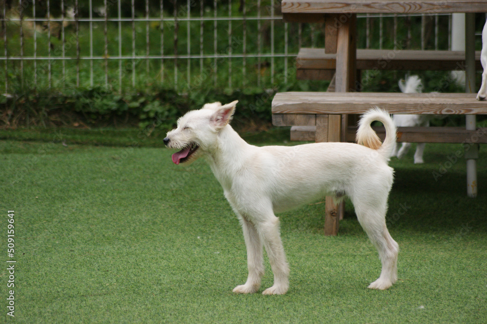 a white puppy on the green grass