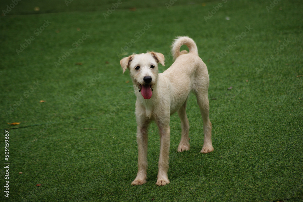 a white puppy on the green grass a white puppy on the green grass