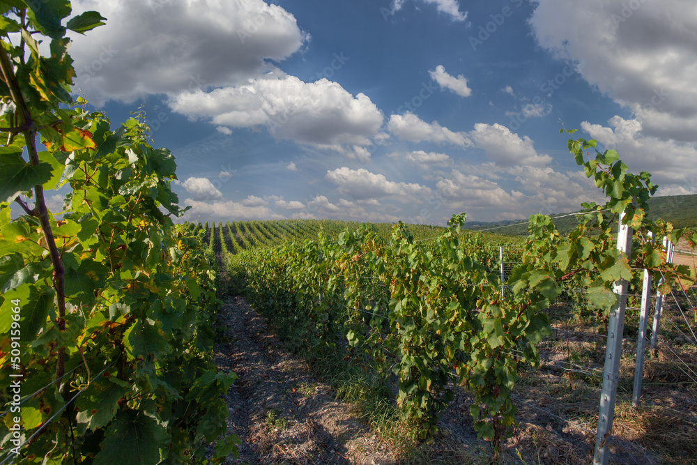 Green rows of grapevines in vineyard