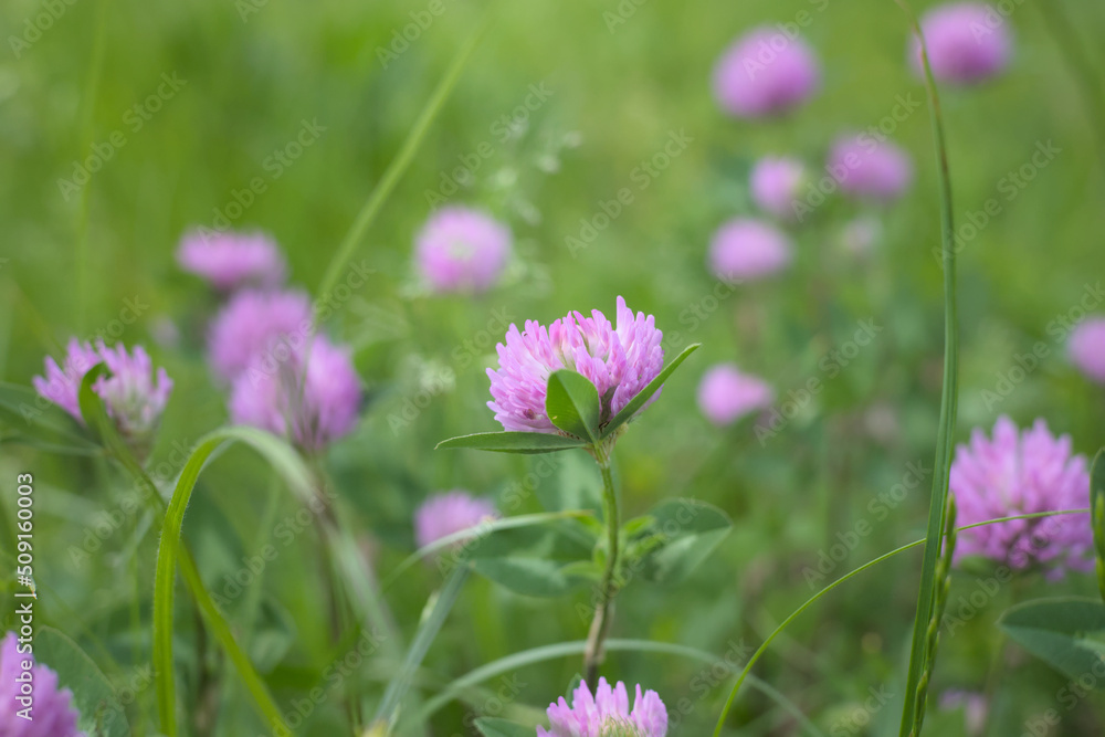 Pink clover flower (Trifolium) in a meadow in spring. Pink clover flower (Trifolium) in a meadow in spring.