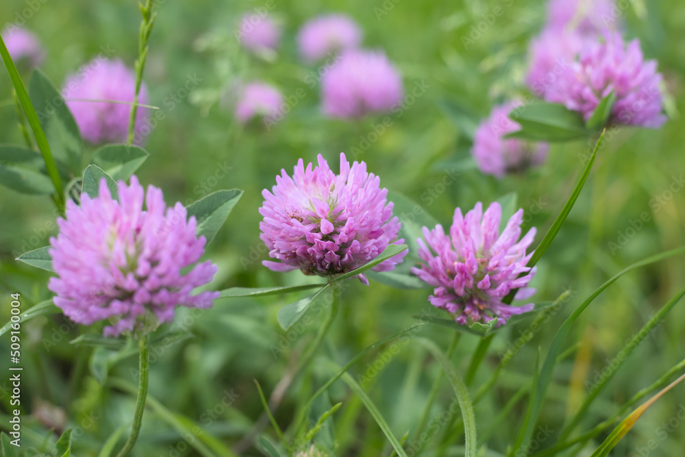 Pink clover flower (Trifolium) in a meadow in spring, green grass background.