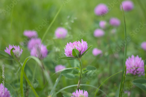 Pink clover flower  Trifolium  in a meadow in spring.