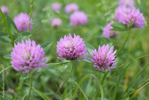 Pink clover flower  Trifolium  in a meadow in spring  green grass background.