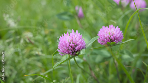 Pink clover flowers in a meadow in spring, green grass background.