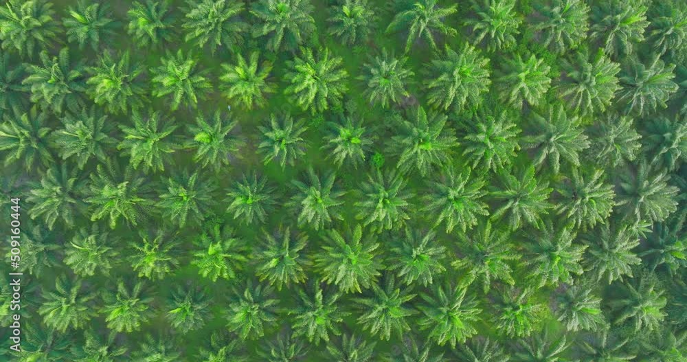 Aerial top view from above of palm oil tree field on a farm plantation agriculture for energy biodiesel and petroleum oil from plant in southern Thailand, South east asia. Aerial top view from above of palm oil tree field on a farm plantation agriculture for energy biodiesel and petroleum oil from plant in southern Thailand, South east asia.