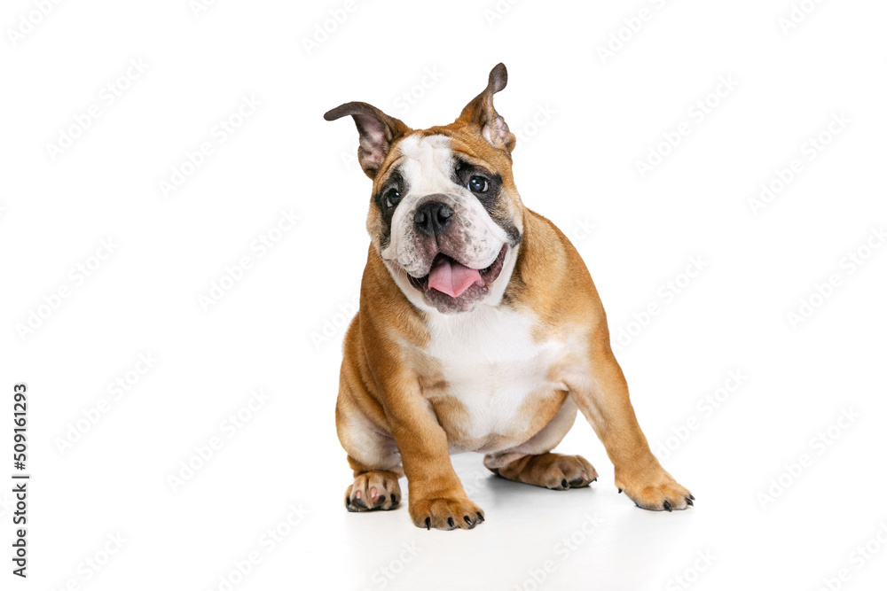 Cute purebred dog, bulldog posing isolated on white studio background. Concept of animal, breed, vet, health and care Cute purebred dog, bulldog posing isolated on white studio background. Concept of animal, breed, vet, health and care