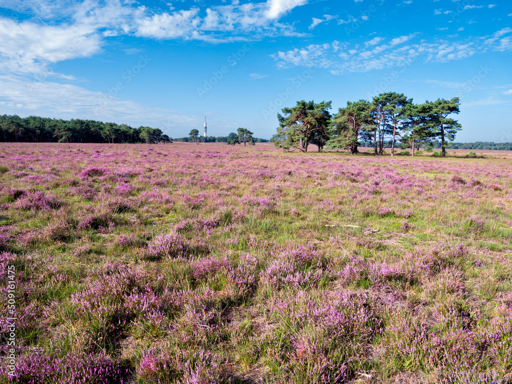 Blooming heather field on Westerheide heathland in Gooi near Hilversum, Netherlands Blooming heather field on Westerheide heathland in Gooi near Hilversum, Netherlands