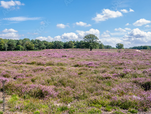 Blooming heather field of heathland Westerheide in Gooi, Netherlands photo