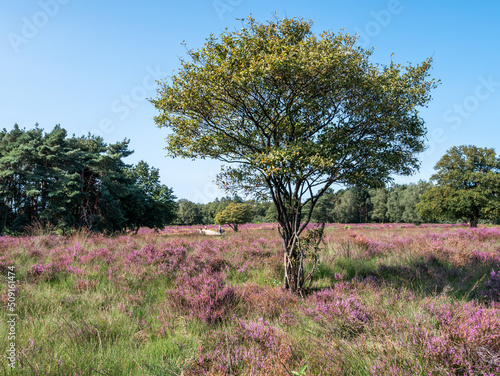 Juneberry, Amelanchier lamarkii, tree and blooming heather, heathland Zuiderheide, Gooi, Netherlands photo