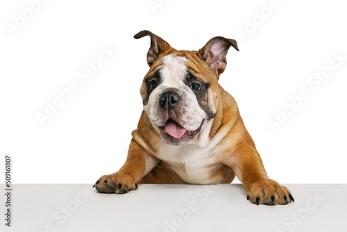 Charming doggy, purebred dog, bulldog posing isolated on white studio background. Concept of animal, breed, vet, health and care